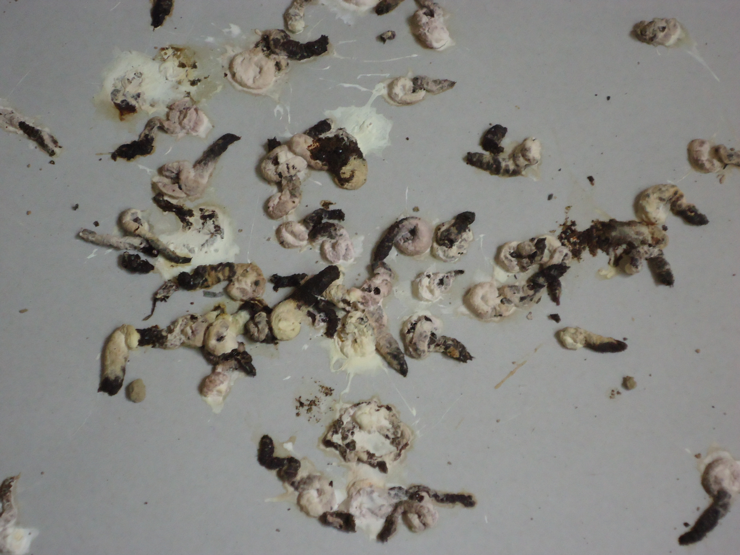 何の糞 駆除研究所 本日の現場ブログ イタチ コウモリ ムカデ トコジラミ等の害虫対策は駆除研究所